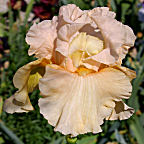 Peach Pearl - fragrant tall bearded Iris