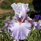 Platinum Jubilee - reblooming tall bearded Iris