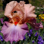 Queen for a Day - fragrant tall bearded Iris