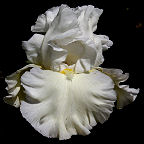 Quintessa - fragrant tall bearded Iris