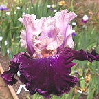 Rags to Riches - fragrant tall bearded Iris