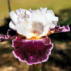 Roll the Dice - fragrant tall bearded Iris