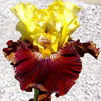 Say What - fragrant tall bearded Iris