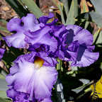 Smoky Mountain Memories - fragrant tall bearded Iris