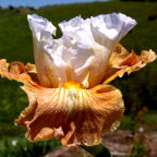 Strawberry Fool - tall bearded Iris