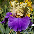 Subtle Beauty - fragrant reblooming tall bearded Iris