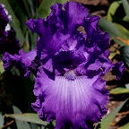 Unbridled Beauty - tall bearded Iris