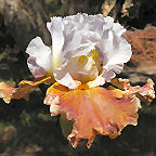 Urban Cowgirl - tall bearded Iris