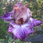 Vibrato - fragrant tall bearded Iris