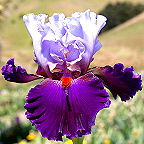 Wagging Tongues - fragrant tall bearded Iris