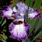 Will and Adelle - fragrant tall bearded Iris