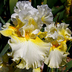 Yours Truly - tall bearded Iris