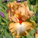 Tan Man - reblooming tall bearded Iris