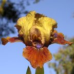 Tantara - SDB Standard Dwarf Bearded
