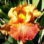 Tanzanian Tangerine - tall bearded Iris