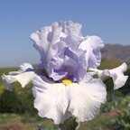 Tea Service - tall bearded Iris