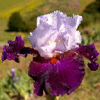 Teamwork - reblooming tall bearded Iris