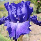 Telegraph Hill - fragrant tall bearded Iris