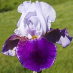 Temple Song - tall bearded Iris