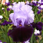 Tempting Fate - reblooming tall bearded Iris