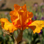 Tennessee Vol - tall bearded Iris