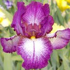 Tennison Ridge - fragrant reblooming tall bearded Iris