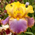 Tequila Sunrise - tall bearded Iris