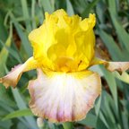 Terryton - fragrant tall bearded Iris