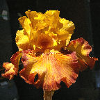 Test Pattern - reblooming tall bearded Iris