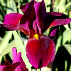 The Red Douglas - tall bearded Iris