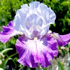 Theatre - reblooming tall bearded Iris