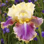 Thinking Out Loud - tall bearded Iris