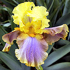 Three Strikes - tall bearded Iris