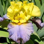 Thrillseeker - tall bearded Iris