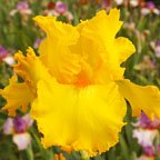 Throb - fragrant reblooming tall bearded Iris
