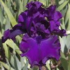 Thunder Spirit - fragrant tall bearded Iris