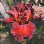 Tiff - fragrant reblooming tall bearded Iris