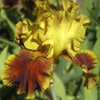 Tiger Butter - tall bearded Iris