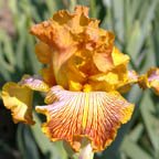 Tiger Shark - reblooming tall bearded Iris