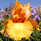 Tiki Torch - tall bearded Iris