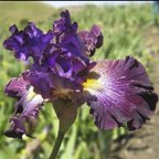 Time Will Tell - tall bearded Iris