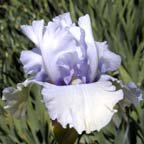 Time and Again - reblooming tall bearded Iris
