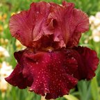 Time's Tapestry - tall bearded Iris