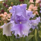 Timescape - tall bearded Iris