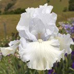 Tinted Crystal - tall bearded Iris