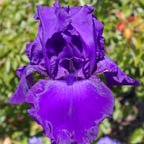 Titan's Glory - tall bearded Iris