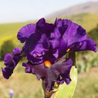 Tom Johnson - fragrant tall bearded Iris