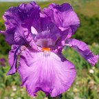 Tongue of Fire - tall bearded Iris