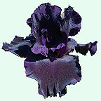 Total Darkness - fragrant tall bearded Iris