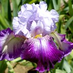 Total Obsession - tall bearded Iris